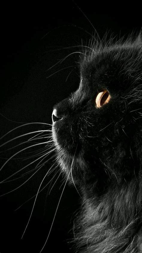 black cat wallpaper hd|cute black kitten wallpaper.